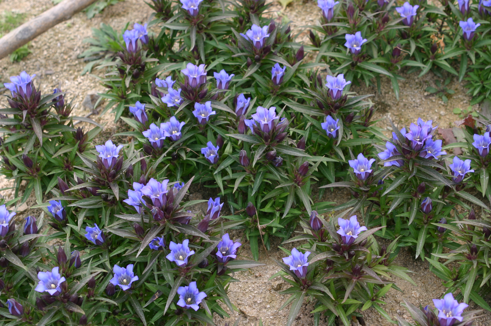 Gentiana septemfida 'Mountain Blue'